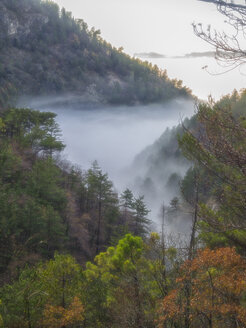 Italien, Umbrien, Apennin, Wald mit Laubfarben und Nebel - LOMF00419