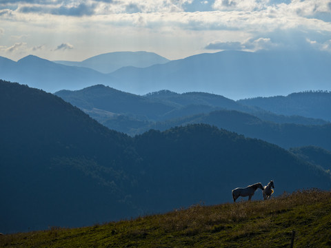 Italien, Umbrien, Apennin, Pferde auf einem Bergrücken bei Sonnenaufgang, lizenzfreies Stockfoto