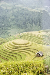 Vietnam, Mu Cang Chai, Reisterrassen - MADF01171