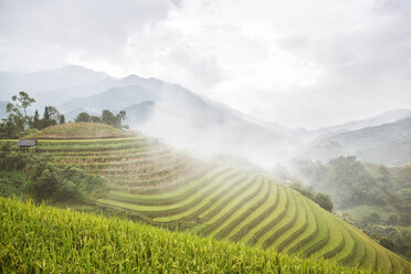 Vietnam, Mu Cang Chai, Rice terraces - MADF01172