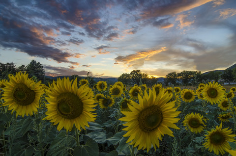 Sonnenblumenfeld am Abend, lizenzfreies Stockfoto
