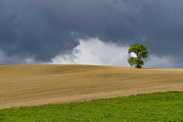 Italy, Tuscany, Val d'Orcia, single oak tree on a hill - LOMF00434