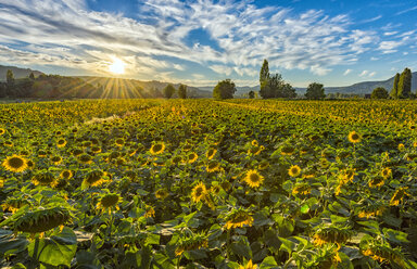 Italien, Umbrien, Sonnenblumenfeld in der Abenddämmerung - LOMF00435