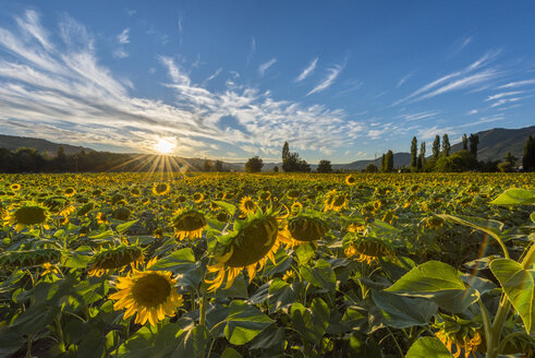 Italien, Umbrien, Sonnenblumenfeld in der Abenddämmerung - LOMF00436