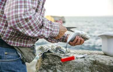 Senior man cutting caught fish - DAPF00444