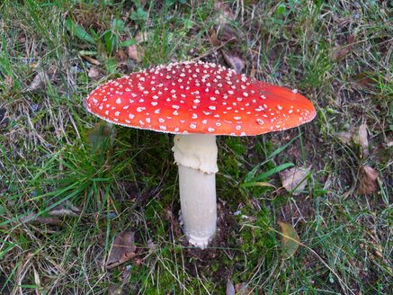 Fliegenpilz, Amanita muscaria - JTF00779