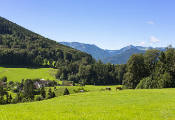 Germany, Bavarian Oberland, Leitzach Valley, Deisenried - SIEF07119
