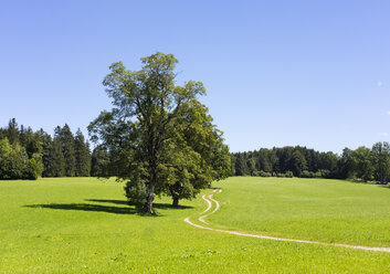 Deutschland, Bayerisches Oberland, Feldweg bei Hundham - SIEF07122