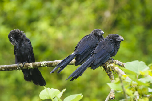 Ecuador, Galapagos-Inseln, Santa Cruz, drei Glattschnabel-Ani auf einem Ast - CB00405