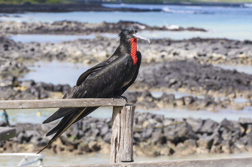 Ecuador, Galapagos-Inseln, Santa Cruz, Prachtfregattvogel - CB00407