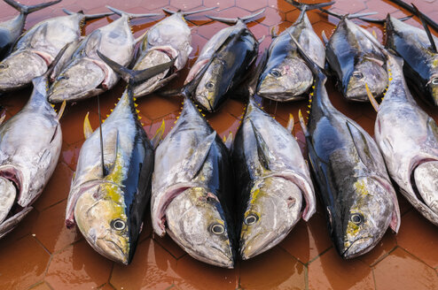 Ecuador, Galapagos-Inseln, Santa Cruz, fangfrischer Gelbflossen-Thunfisch - CB00408