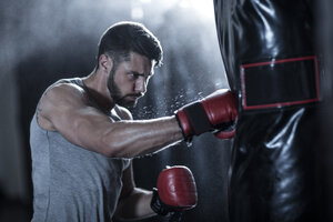 Boxer beim Training mit Boxsack - ZEF11062