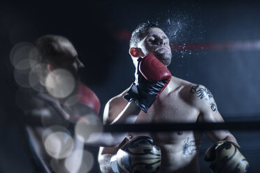 Boxer hitting opponent - ZEF11085