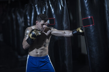 Boxer beim Training mit Boxsack - ZEF11088