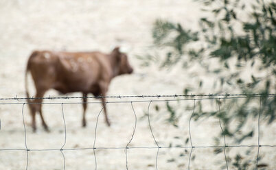 Stiere auf einem Bauernhof - DEGF00915