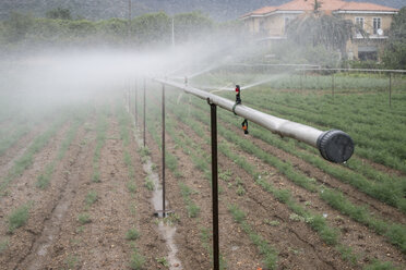 Irrigation system watering dill in a vegetable garden - DEGF00916