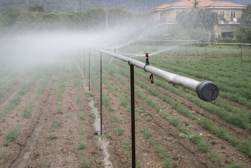 Bewässerungssystem zur Bewässerung von Dill in einem Gemüsegarten - DEGF00916