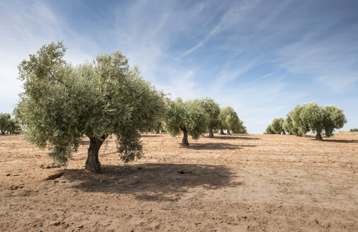 Spain, Ciudad Real, olive tree plantation - DEGF00931