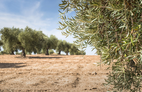 Spain, Ciudad Real, olive tree plantation stock photo