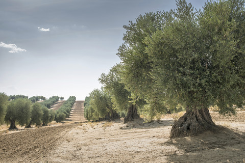 Spanien, Ciudad Real, Olivenbaumplantage, lizenzfreies Stockfoto