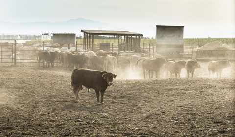 Bullenherde auf einem Bauernhof, lizenzfreies Stockfoto