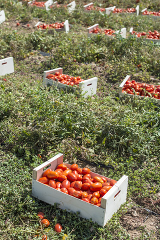 Spanien, Logrono, Tomatenernte, lizenzfreies Stockfoto