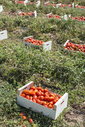 Spanien, Logrono, Tomatenernte - DEGF00936