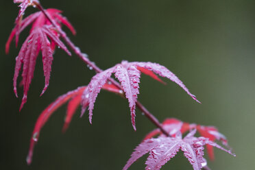 Wet leaves of Japanese Maple - MPAF00062