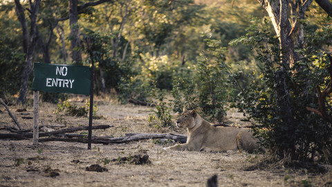 Botswana, Chobe-Nationalpark, Löwin liegend neben Zutrittsverbotsschild, lizenzfreies Stockfoto