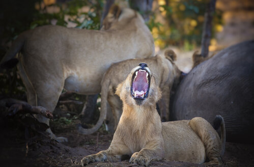 Botswana, Chobe National Park, Junger Löwe brüllt, während das Rudel Beute frisst - MPAF00064