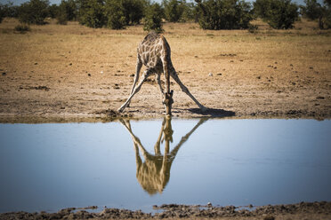 Namibia, Etosha National Park, Giraffe drinking at waterhole - MPAF00067