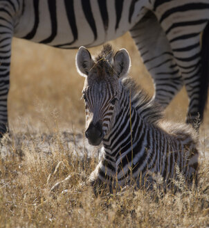 Simbabwe, Hwabge National Park, Junges Zebra im Gras liegend - MPAF00068