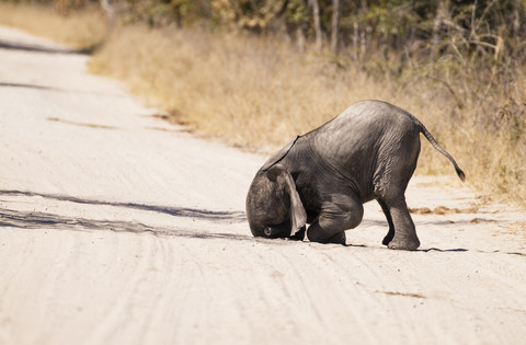 Simbabwe, Hwabge National Park, Elefantenbaby spielt im Sand, lizenzfreies Stockfoto