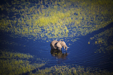 Botswana, Elefantenwanderung im Okavango-Fluss bei Hochwasser - MPAF00070