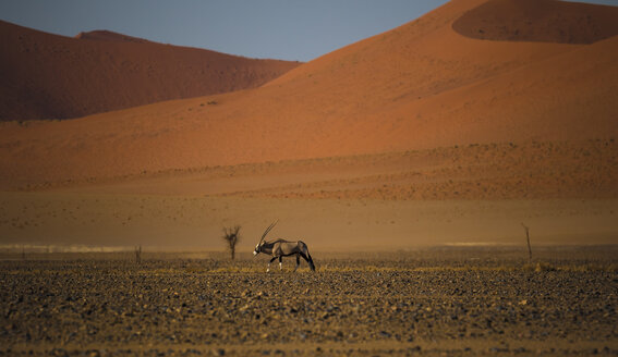 Namibia, Oryxantilope in der Namib-Wüste - MPAF00072