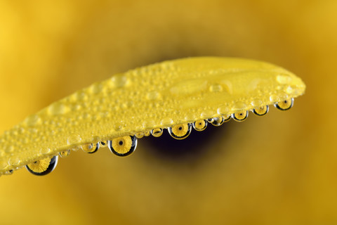 Gerbera Brechungen in Wassertropfen auf Blütenblatt, lizenzfreies Stockfoto