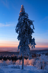 Germany, Hesse, Taunus mountains, Snow covered tree in morning light - MPAF00073