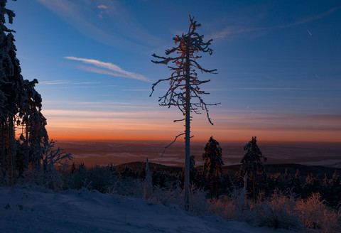 Germany, Hesse, Taunus mountains, Snow covered tree in morning light stock photo