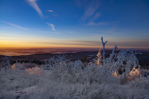 Deutschland, Hessen, Taunus, Schneebedecktes Gebüsch im Morgenlicht, lizenzfreies Stockfoto