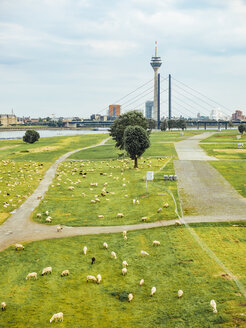 Deutschland, Düsseldorf, Blick auf eine weidende Schafherde auf den Rheinwiesen und Skyling im Hintergrund - KRPF01918