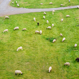 Flock of sheep grazing on Rheinwiesen - KRPF01919