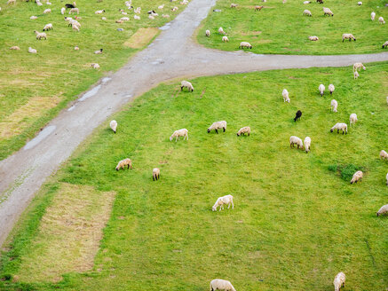 Flock of sheep grazing on Rheinwiesen - KRPF01920