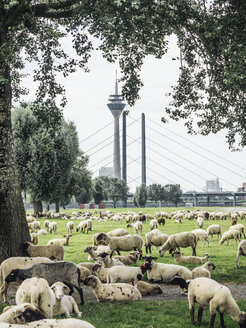 Deutschland, Düsseldorf, Blick auf den Rheinturm mit einer auf den Rheinwiesen weidenden Schafherde im Vordergrund - KRPF01926