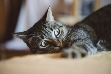 Porträt einer starrenden Katze, die etwas beobachtet - RAEF01525