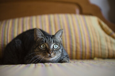 Porträt einer starrenden Katze, die zu Hause auf dem Bett hockt - RAEF01526