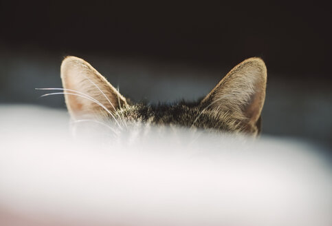Ohren einer versteckten Katze - RAEF01528