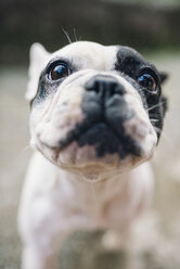 Porträt einer Französischen Bulldogge - RAEF01531