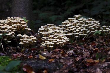 Mushrooms growing on forest ground - JTF00780