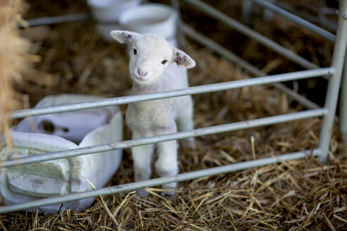 Porträt eines kleinen Lamms auf einer Schaffarm - ZEF11231
