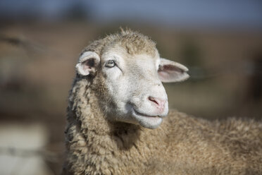 Porträt eines Schafes - ZEF11234